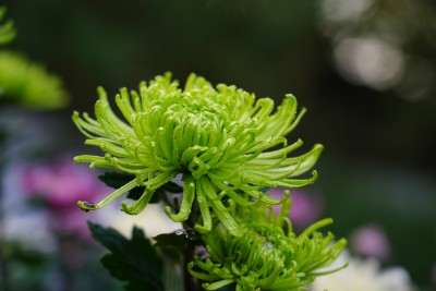 菊展菊花