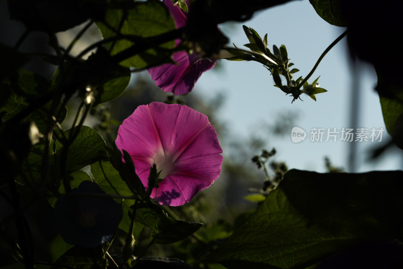 牵牛花特写全景合集