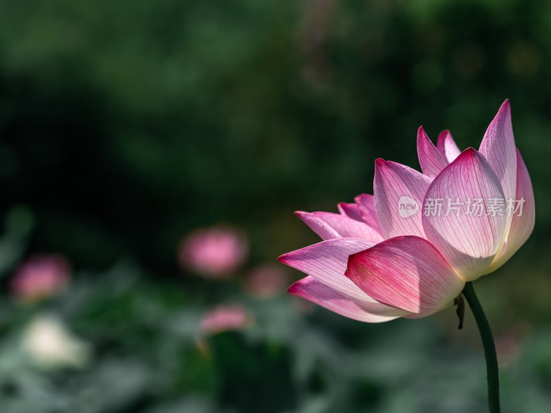 夏天池塘荷花莲花开放夏至立夏