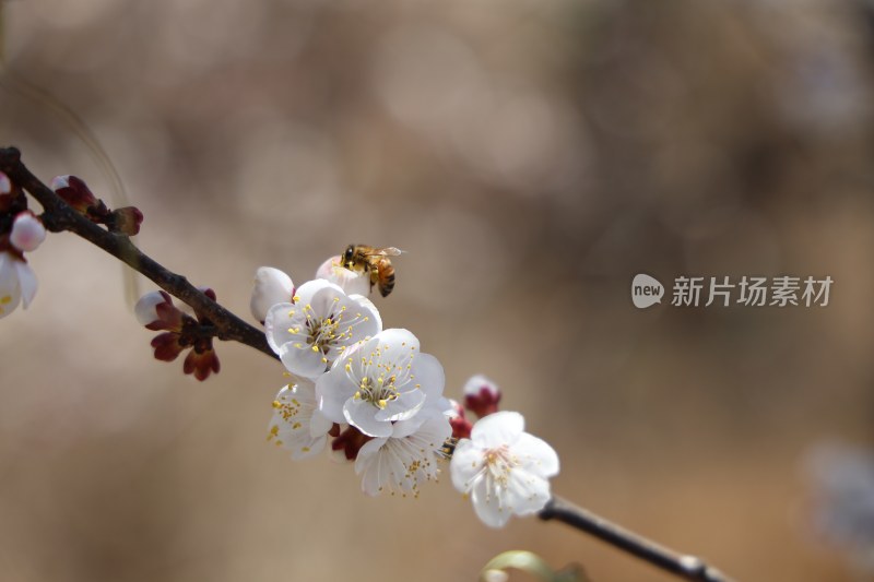 蜜蜂落在桃花树上