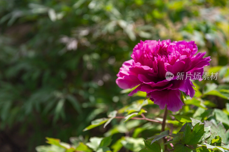 花卉鲜花荷包牡丹话