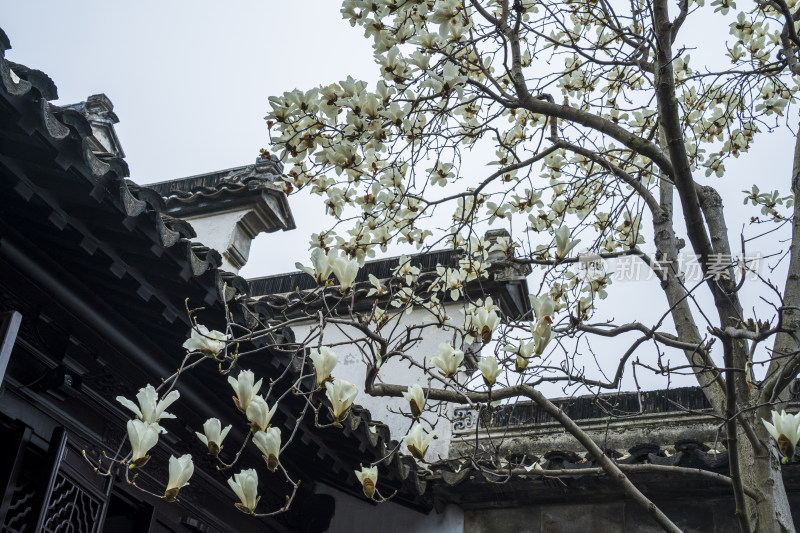 苏州园林网师园内的白玉兰花，马头墙