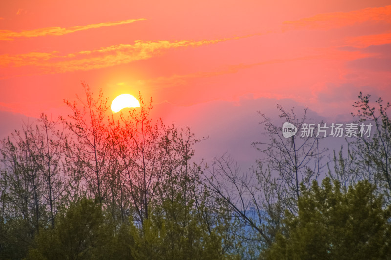 壮丽的日落树林景色