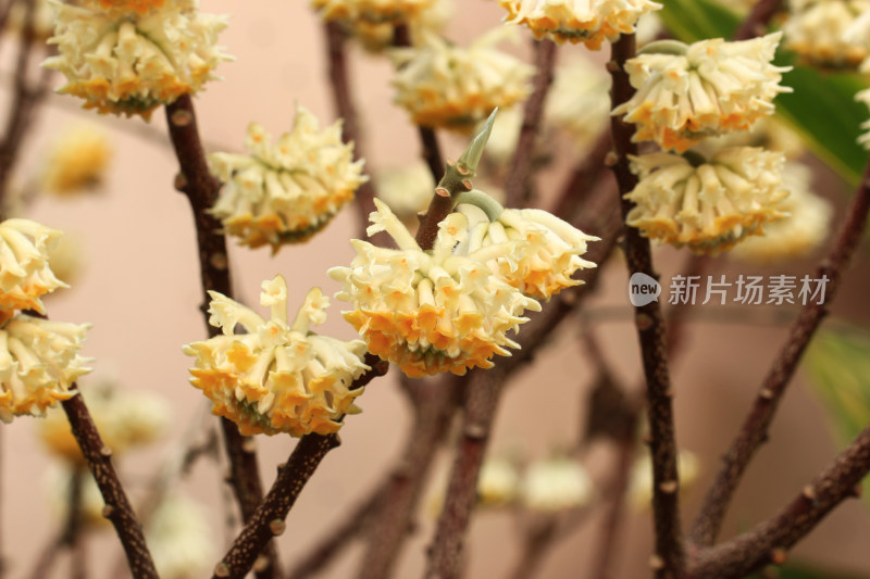 立春时节金黄的结香花盛开