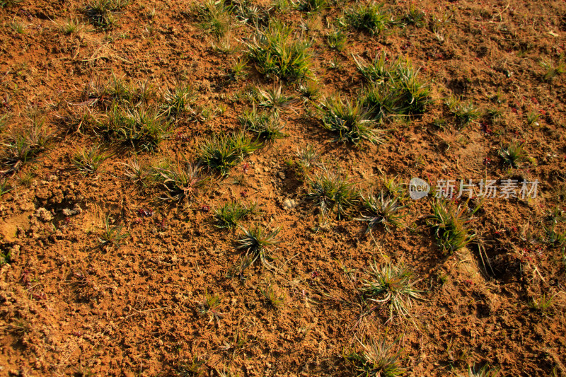 荒漠植被特写