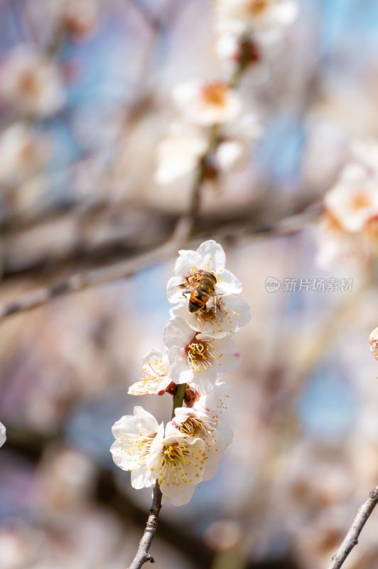 梅花与蜜蜂特写