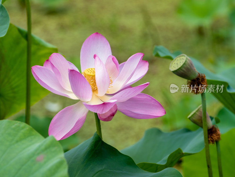 夏天荷花特写