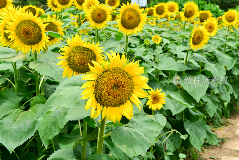 美丽田野田园太阳花葵花花朵向日葵