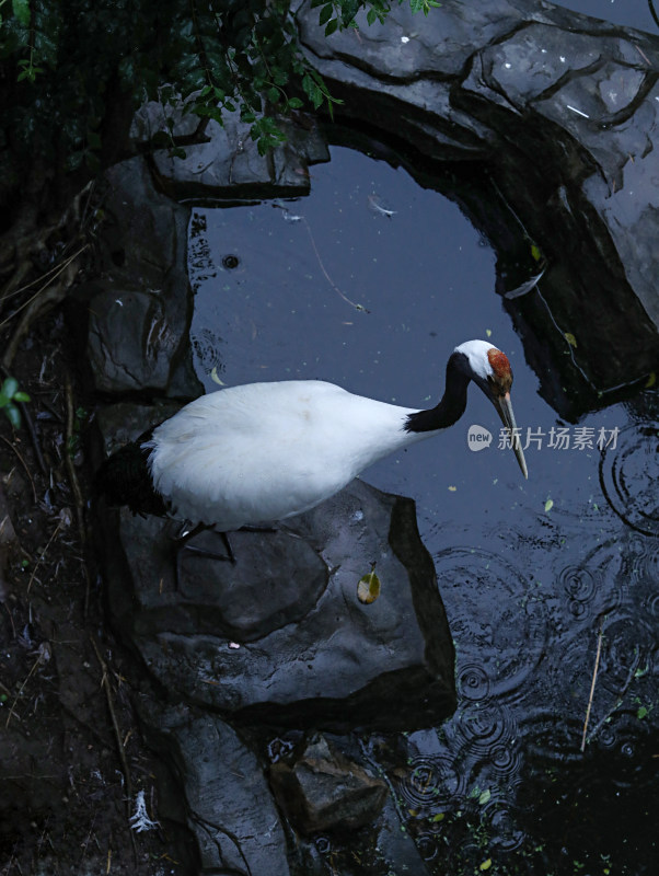 湖边上一只白色的动物丹顶鹤