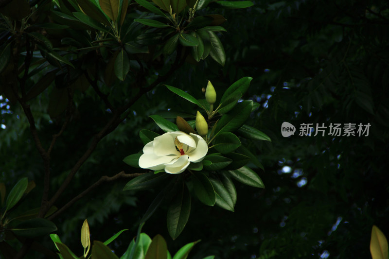 白色木兰花