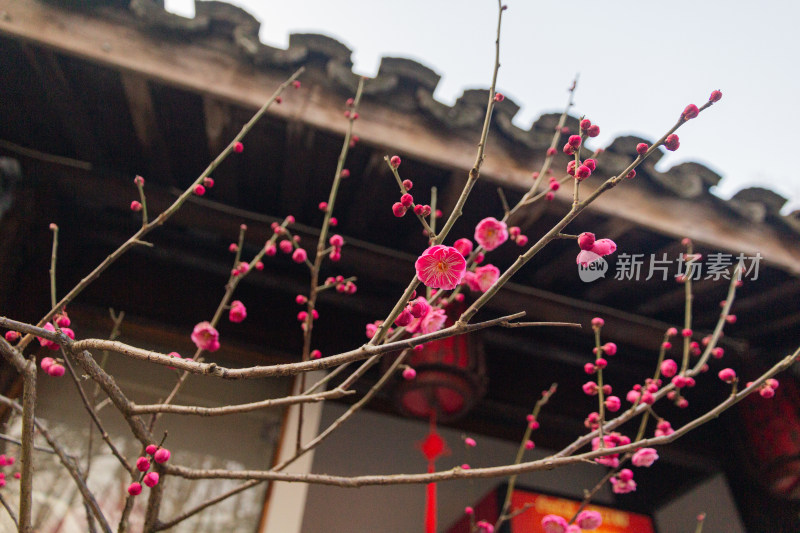 树枝上含苞待放的粉色梅花特写