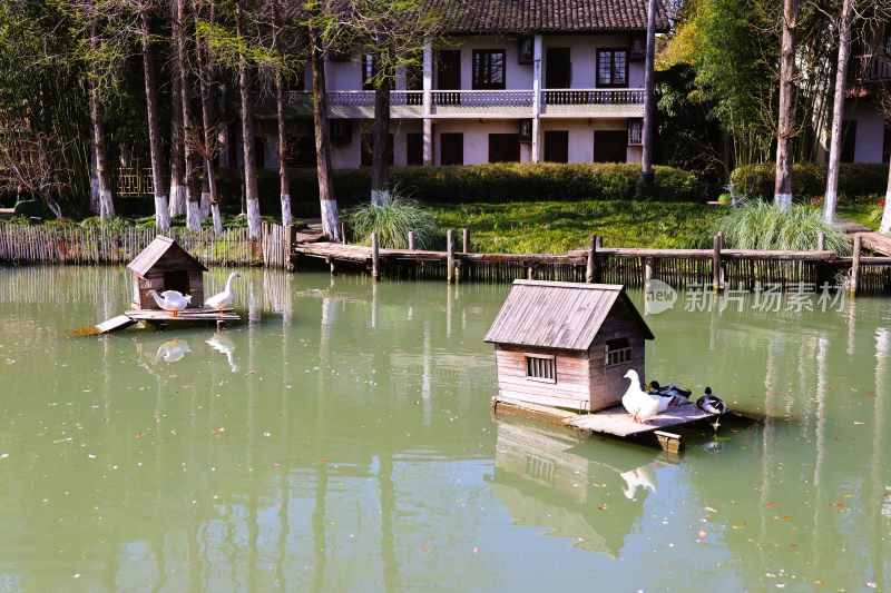 湖面上的鹅鸭