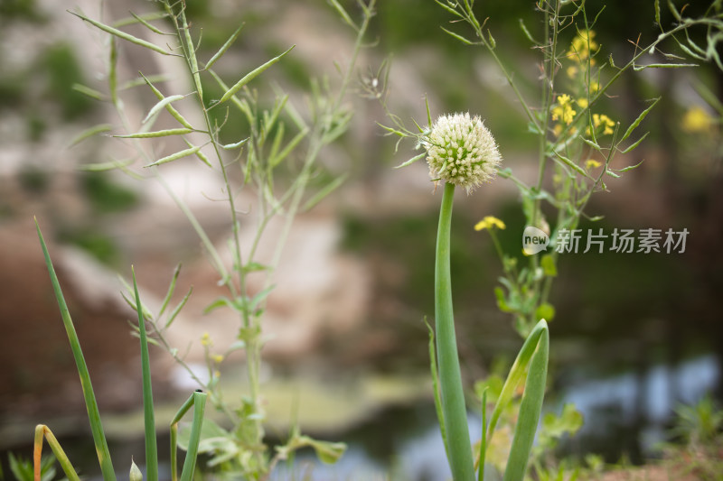 生长中的大葱种子