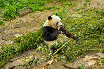雨天大熊猫坐在地上吃竹子