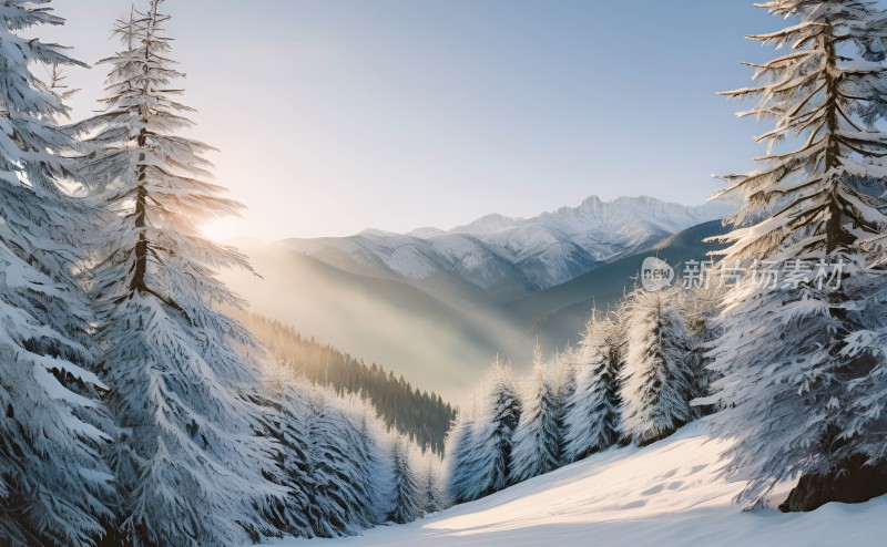 冬季森林白雪覆盖风景