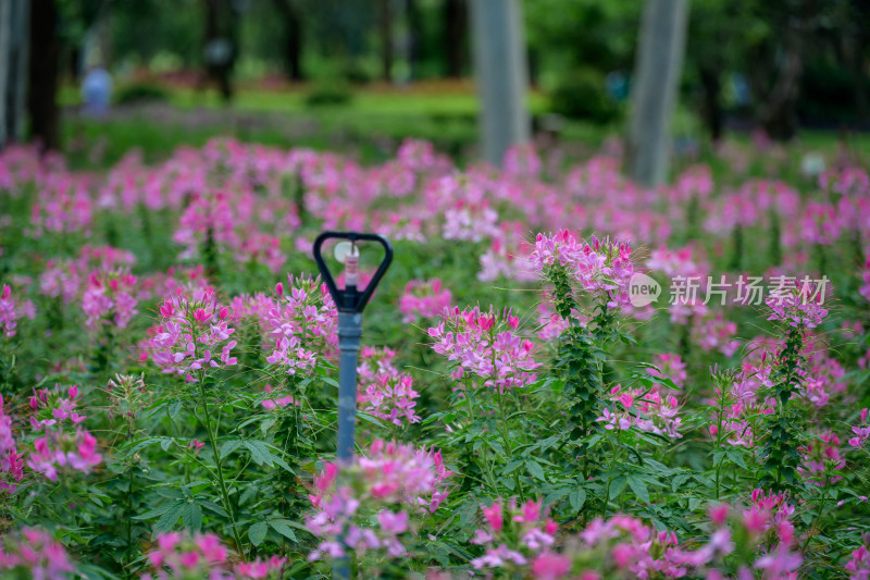 醉蝶花花海