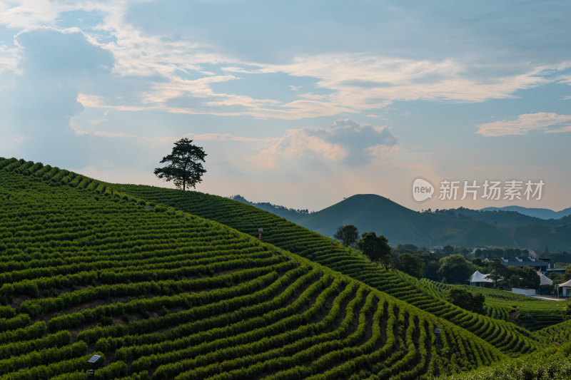 安吉白茶种植园