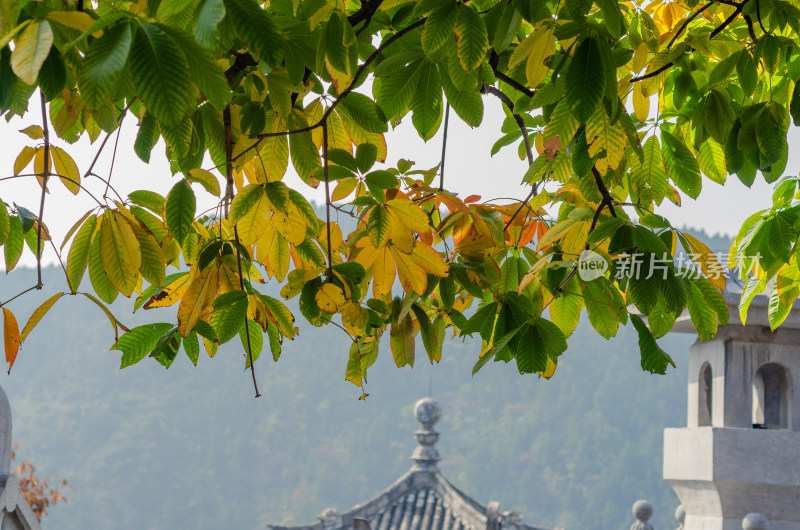 河南洛阳龙门石窟香山寺秋叶