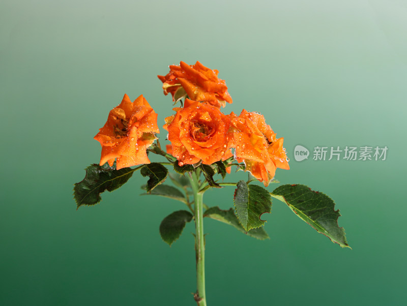 绿色背景上的鲜花玫瑰花