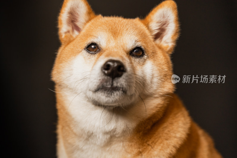 日本柴犬宠物狗写真