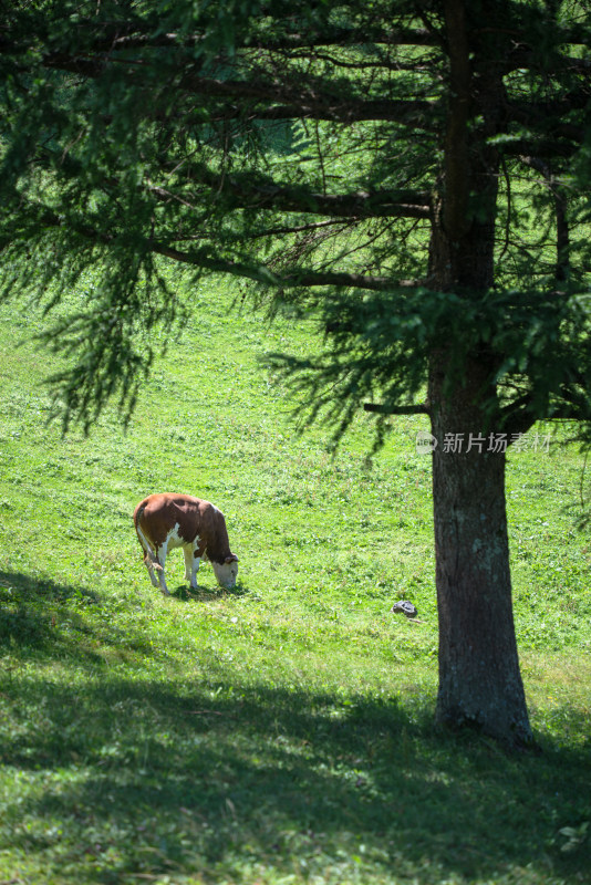 阳光下的草原牧场