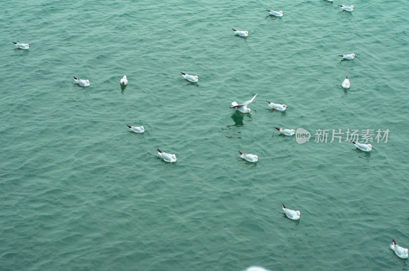 一大队游水的海鸥上一只飞起的海鸥