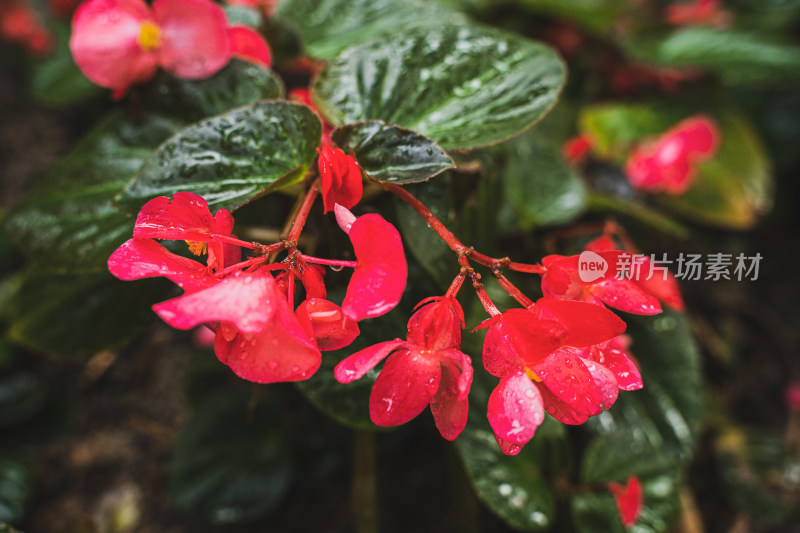 下雨后的花朵