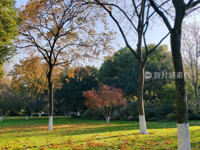 秋冬季节的公园绿地景色