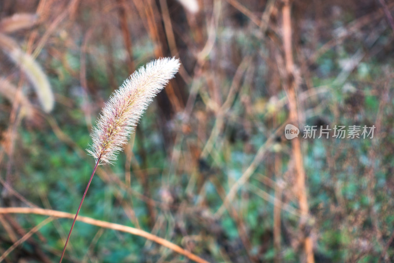 深秋枯黄的狗尾巴草