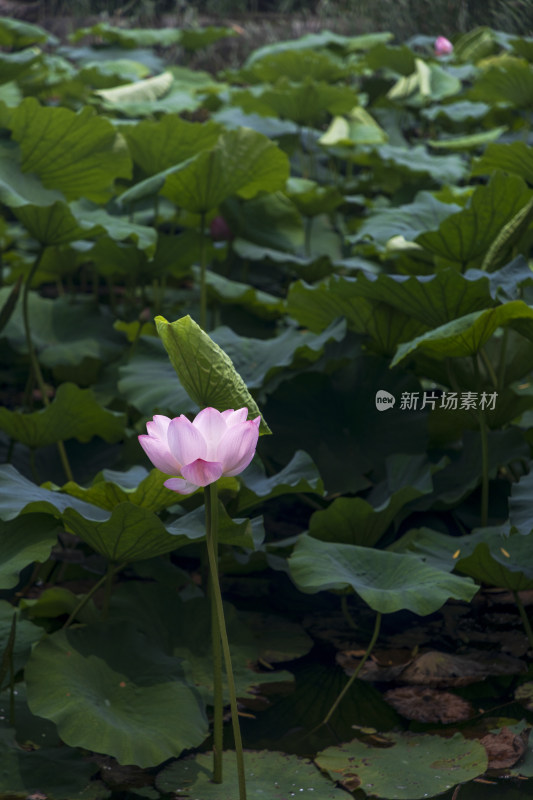 夏季公园荷塘荷叶丛中荷花特写