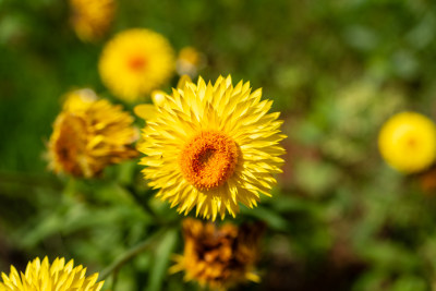 盛放的黄花蜡菊