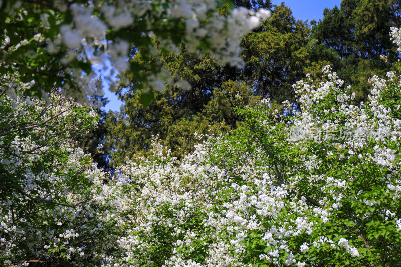 春天四月丁香花花卉开放治愈清新