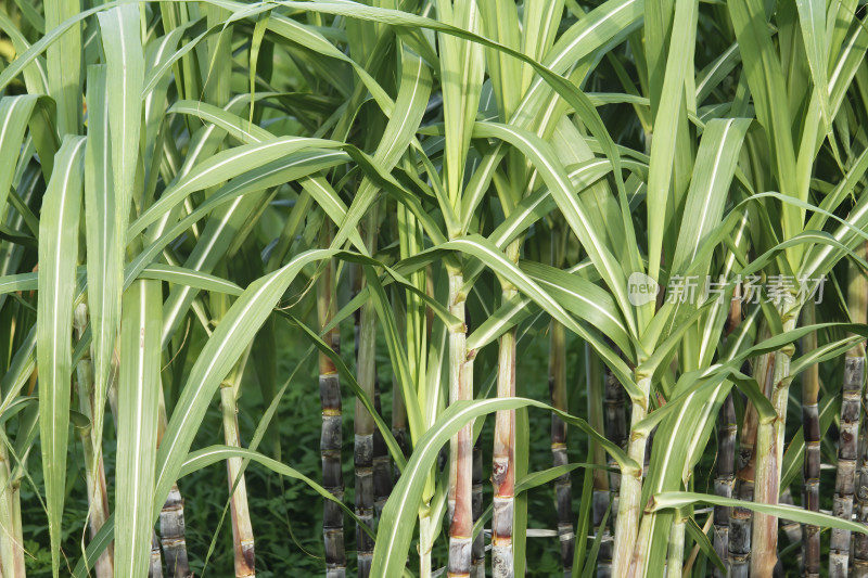 甘蔗地中的甘蔗植株特写