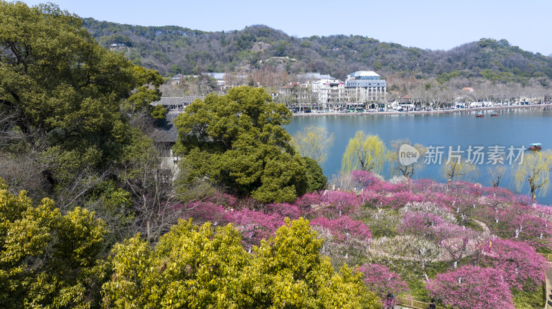 杭州西湖孤山公园梅花盛开航拍