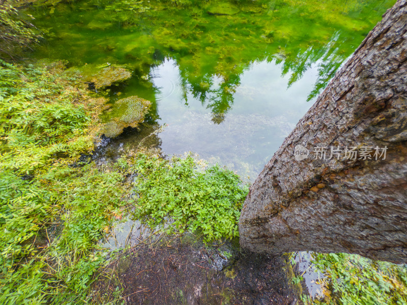 静谧的森林与湖景