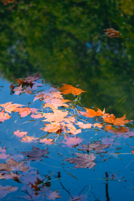 秋天河水中的梧桐树落叶