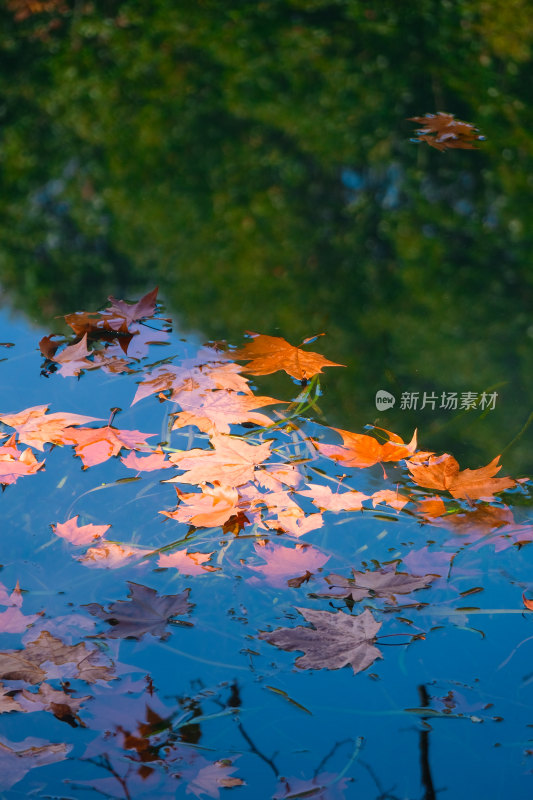 秋天河水中的梧桐树落叶
