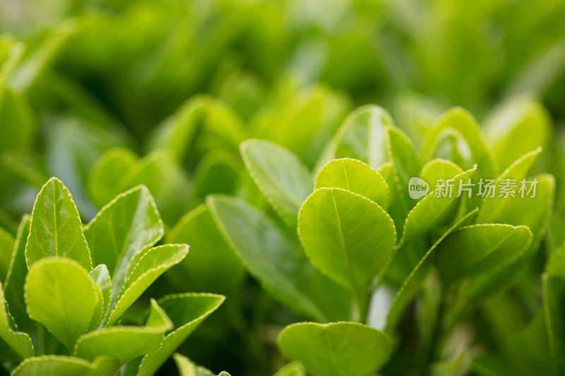 春天嫩绿的冬青植物