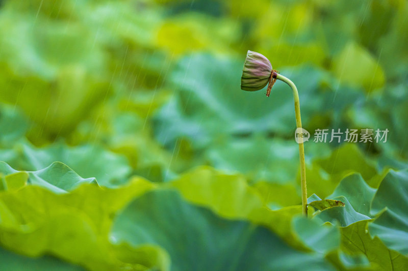 上海荷花园荷花