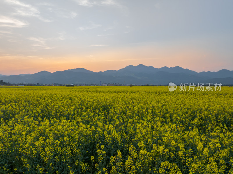 云南罗平油菜花海