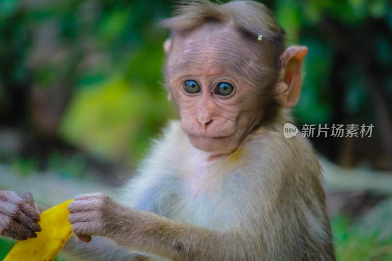 野生动物猴子