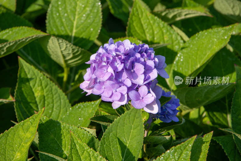 绿叶间盛开的紫色绣球花紫阳花