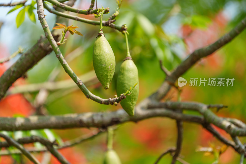 树枝上的美丽异木棉果实