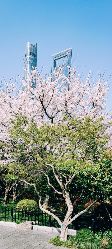 上海城市风光与地铁站口樱花