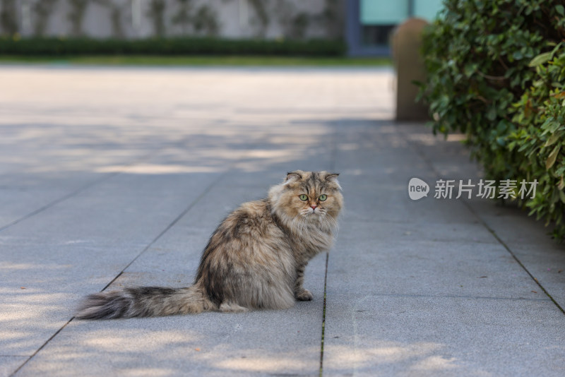 一只坐在草丛边的金吉拉