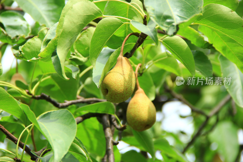 果树上快要成熟的水果梨