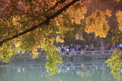 秋叶 红叶 枫叶 湖水 逆光