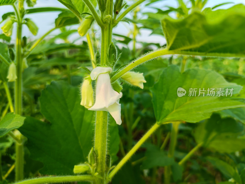 夏天成熟的芝麻籽苗杆植物特写自然