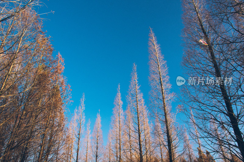云南冬季水杉树