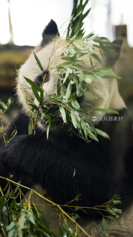 熊猫正在专注啃食竹叶的可爱模样